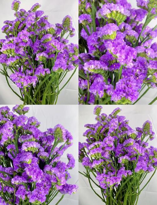 勿忘我切花怎么养(勿忘我切花怎么养?)-第2张图片-多多自然网 勿忘我切花怎么养(勿忘我切花怎么养?)-第2张图片-多多自然网