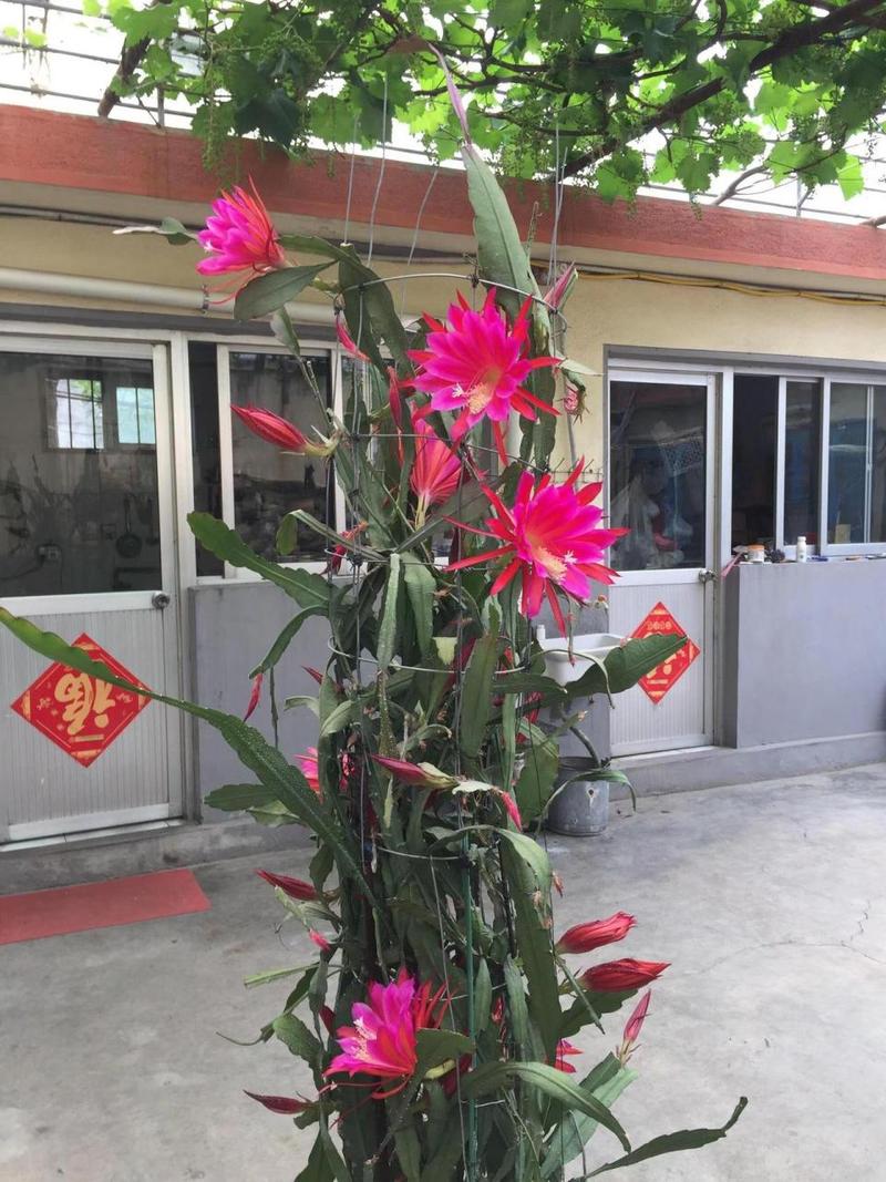 令箭荷花怎么施肥(令箭荷花施肥方法)-第6张图片-多多自然网 令箭荷花怎么施肥(令箭荷花施肥方法)-第6张图片-多多自然网
