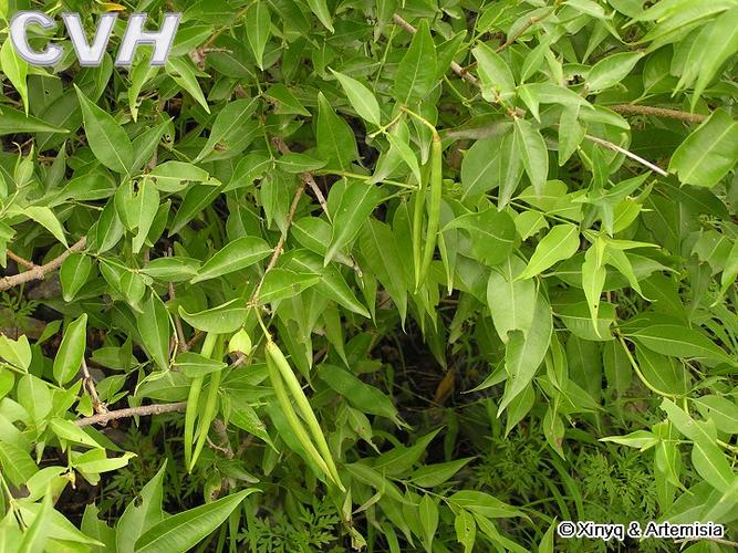 杠柳怎么播种(杠柳怎么种植)-第2张图片-多多自然网 杠柳怎么播种(杠柳怎么种植)-第2张图片-多多自然网