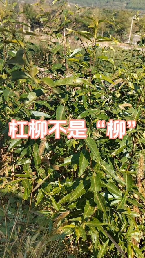 杠柳怎么播种(杠柳怎么种植)-第6张图片-多多自然网 杠柳怎么播种(杠柳怎么种植)-第6张图片-多多自然网