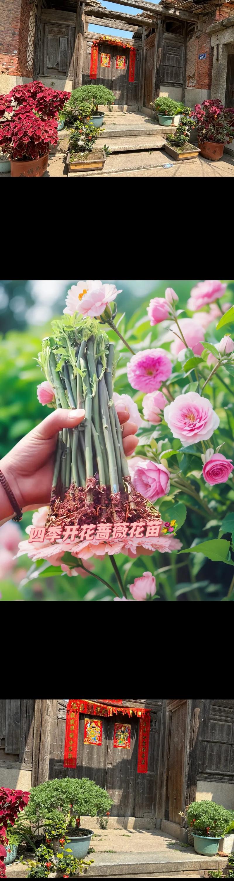 野蔷薇花怎么繁殖(野蔷薇繁殖方法)-第2张图片-多多自然网 野蔷薇花怎么繁殖(野蔷薇繁殖方法)-第2张图片-多多自然网
