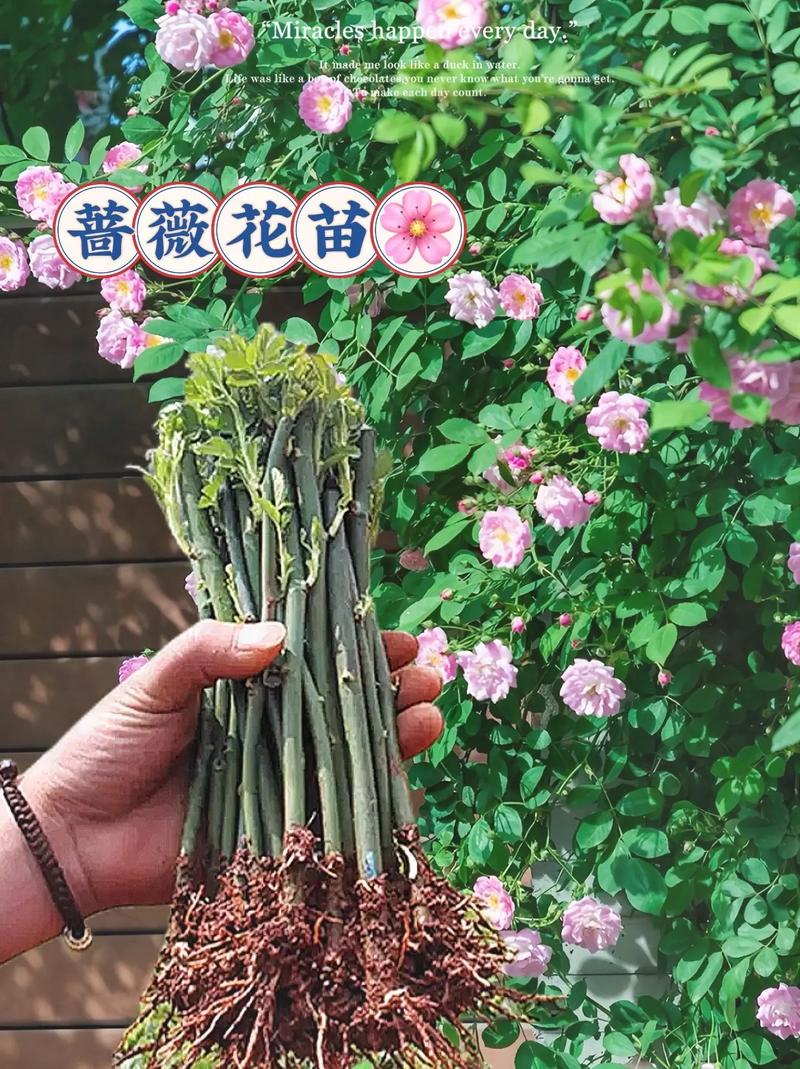 野蔷薇花怎么繁殖(野蔷薇繁殖方法)-第4张图片-多多自然网 野蔷薇花怎么繁殖(野蔷薇繁殖方法)-第4张图片-多多自然网