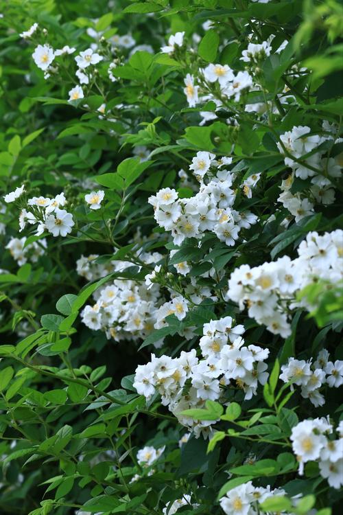 野蔷薇花怎么繁殖(野蔷薇繁殖方法)-第5张图片-多多自然网 野蔷薇花怎么繁殖(野蔷薇繁殖方法)-第5张图片-多多自然网