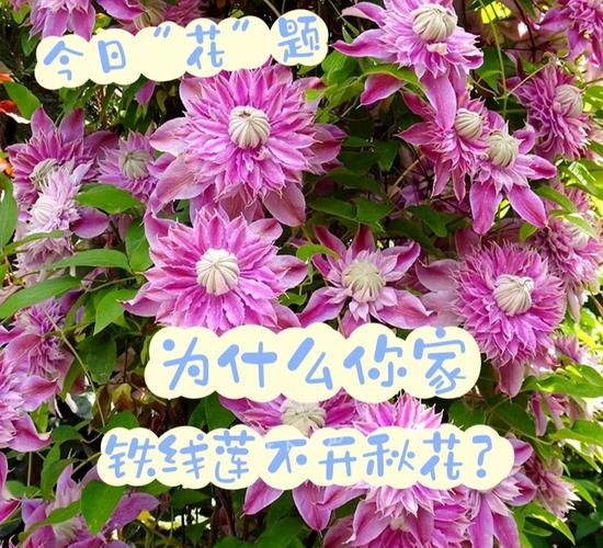 铁线莲不开花怎么办(铁线莲为啥不开花)-第1张图片-多多自然网 铁线莲不开花怎么办(铁线莲为啥不开花)-第1张图片-多多自然网