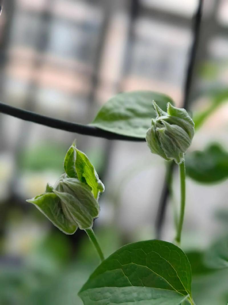 铁线莲不开花怎么办(铁线莲为啥不开花)-第5张图片-多多自然网 铁线莲不开花怎么办(铁线莲为啥不开花)-第5张图片-多多自然网