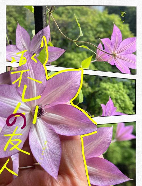 铁线莲不开花怎么办(铁线莲为啥不开花)-第7张图片-多多自然网 铁线莲不开花怎么办(铁线莲为啥不开花)-第7张图片-多多自然网