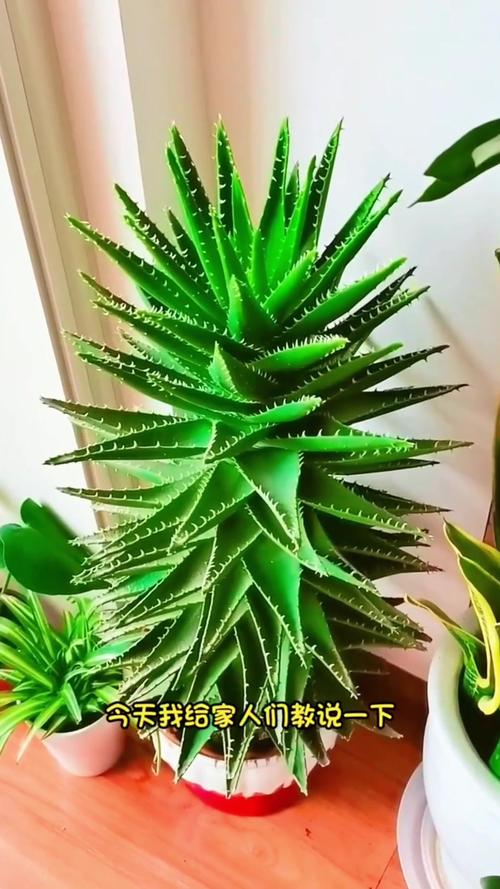 芦荟怎么修剪(芦荟怎么修剪好看视频)-第1张图片-多多自然网 芦荟怎么修剪(芦荟怎么修剪好看视频)-第1张图片-多多自然网