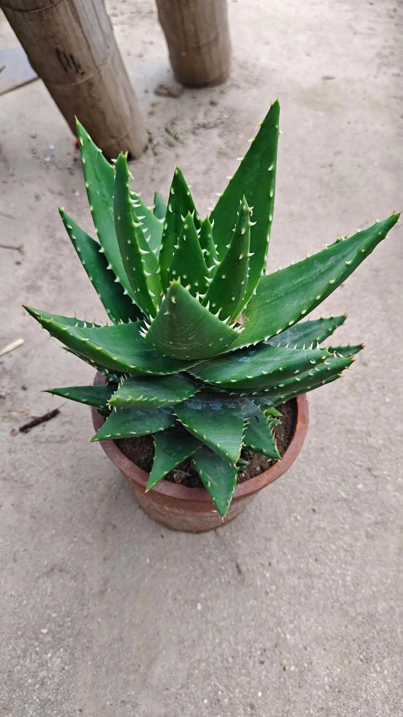 芦荟怎么修剪(芦荟怎么修剪好看视频)-第2张图片-多多自然网 芦荟怎么修剪(芦荟怎么修剪好看视频)-第2张图片-多多自然网