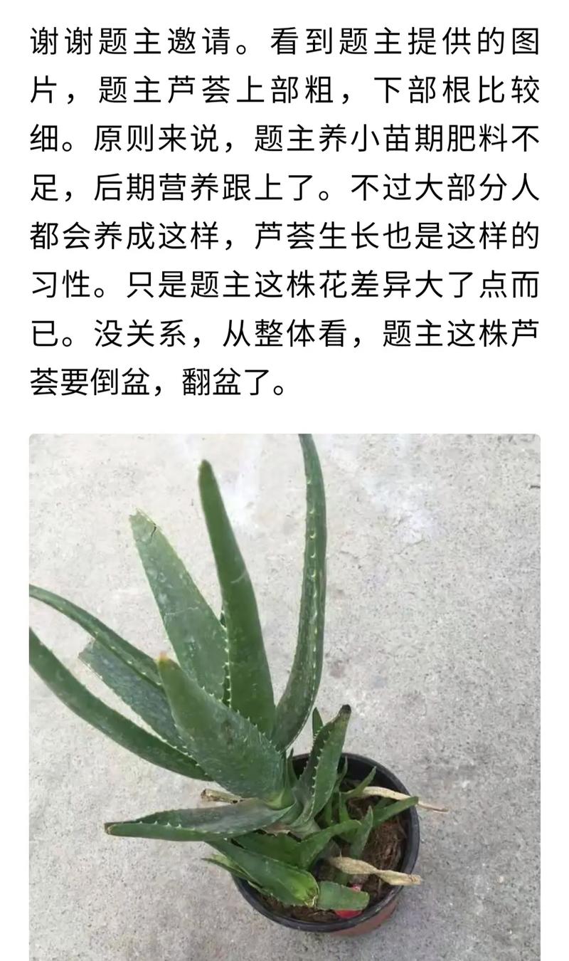 芦荟怎么修剪(芦荟怎么修剪好看视频)-第5张图片-多多自然网 芦荟怎么修剪(芦荟怎么修剪好看视频)-第5张图片-多多自然网