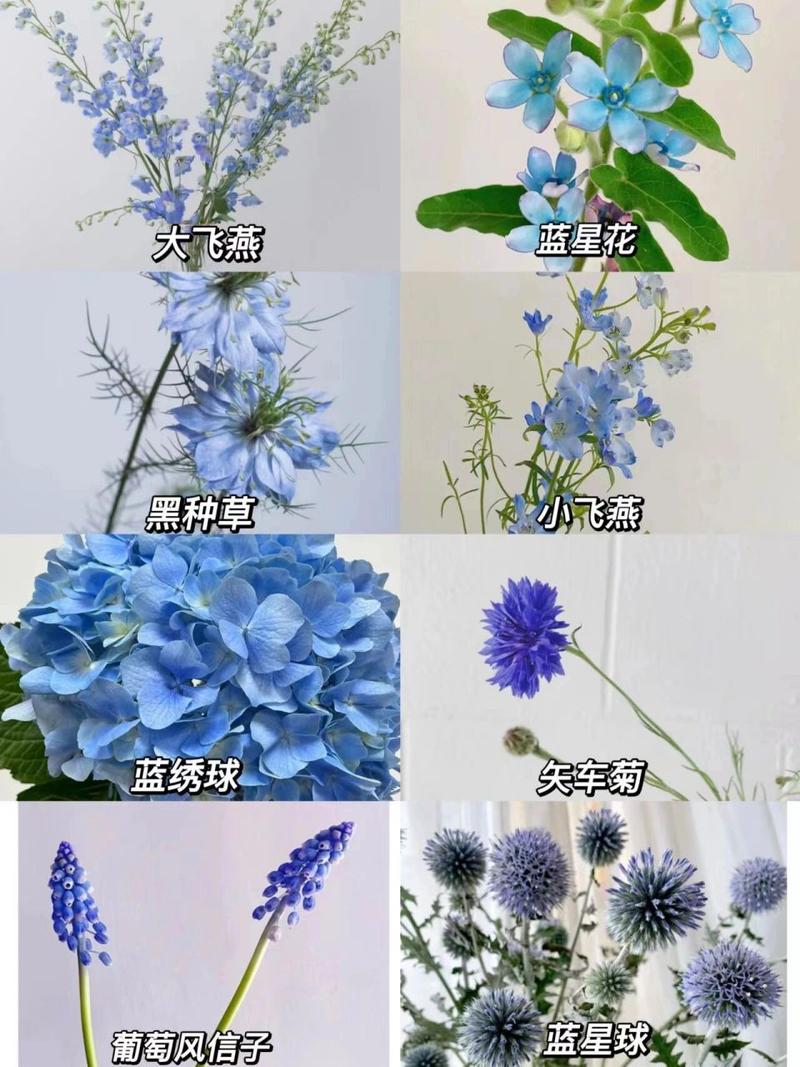 蓝色的花有哪些(中国蓝色的花有哪些)-第4张图片-多多自然网 蓝色的花有哪些(中国蓝色的花有哪些)-第4张图片-多多自然网
