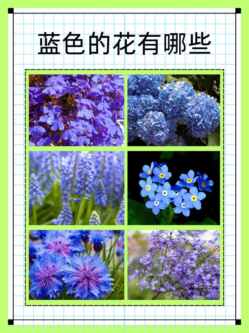 蓝色的花有哪些(中国蓝色的花有哪些)-第5张图片-多多自然网 蓝色的花有哪些(中国蓝色的花有哪些)-第5张图片-多多自然网