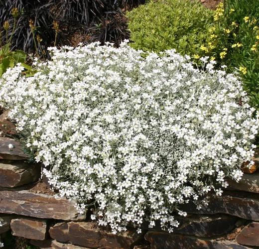 夏雪草怎么养(夏雪草图片)-第1张图片-多多自然网 夏雪草怎么养(夏雪草图片)-第1张图片-多多自然网