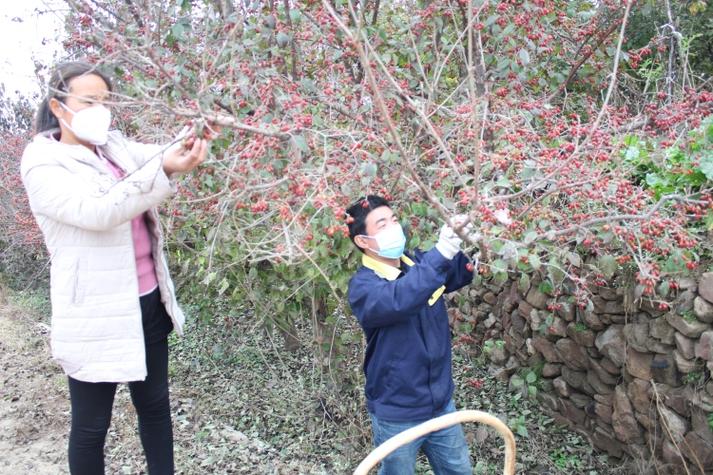 山茱萸种子怎么种(山茱萸种子种在家门口的那个地方吉利)-第1张图片-多多自然网 山茱萸种子怎么种(山茱萸种子种在家门口的那个地方吉利)-第1张图片-多多自然网