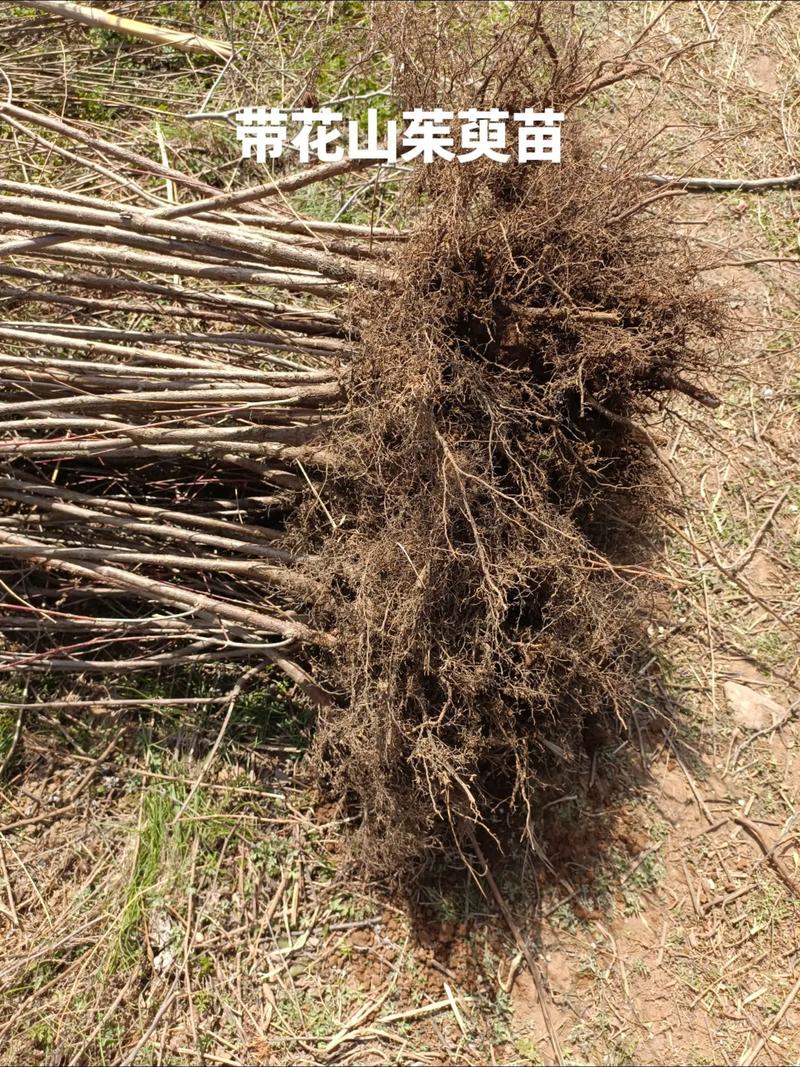 山茱萸种子怎么种(山茱萸种子种在家门口的那个地方吉利)-第3张图片-多多自然网 山茱萸种子怎么种(山茱萸种子种在家门口的那个地方吉利)-第3张图片-多多自然网