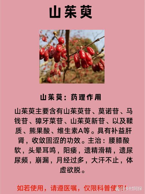 山茱萸种子怎么种(山茱萸种子种在家门口的那个地方吉利)-第4张图片-多多自然网 山茱萸种子怎么种(山茱萸种子种在家门口的那个地方吉利)-第4张图片-多多自然网