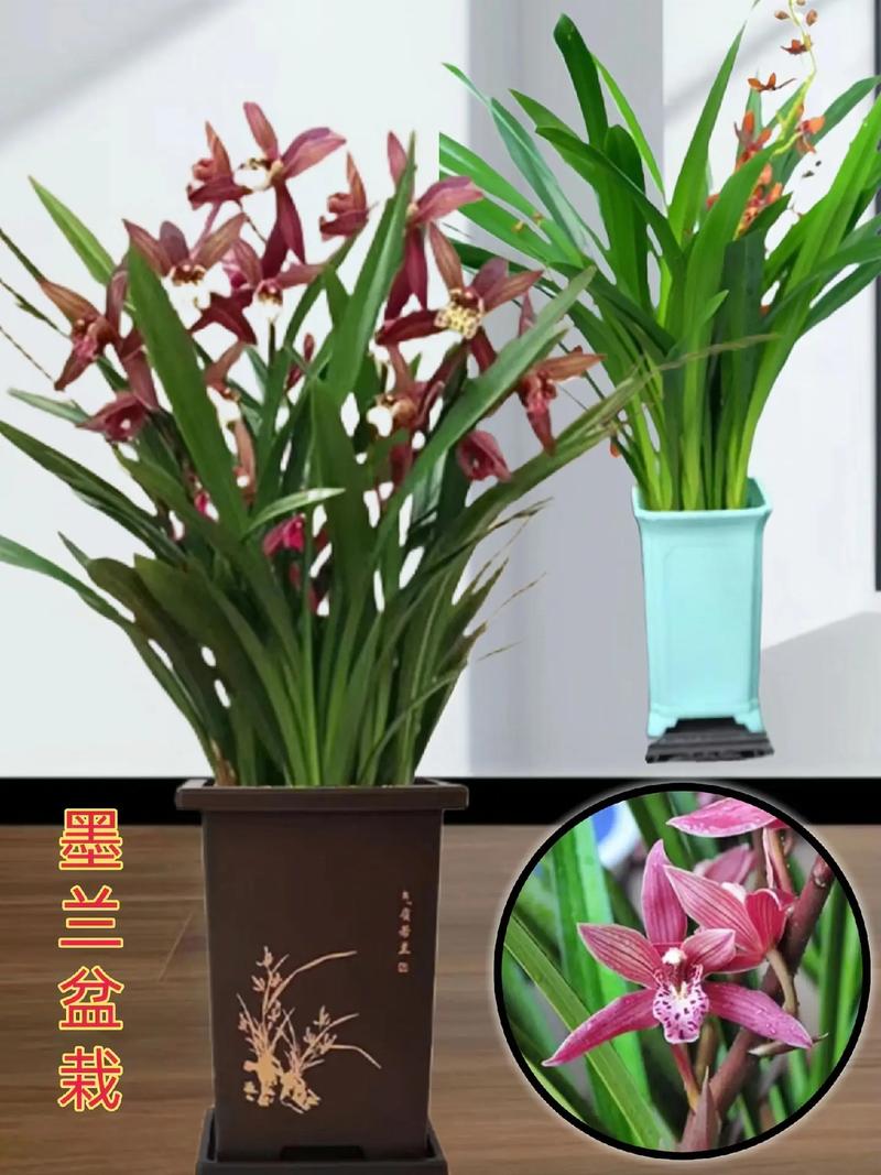 墨兰如何催花(墨兰如何催花视频)-第1张图片-多多自然网 墨兰如何催花(墨兰如何催花视频)-第1张图片-多多自然网
