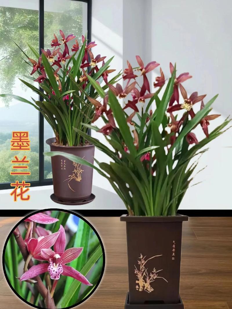 墨兰如何催花(墨兰如何催花视频)-第2张图片-多多自然网 墨兰如何催花(墨兰如何催花视频)-第2张图片-多多自然网