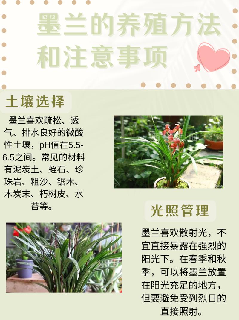 墨兰如何催花(墨兰如何催花视频)-第7张图片-多多自然网 墨兰如何催花(墨兰如何催花视频)-第7张图片-多多自然网
