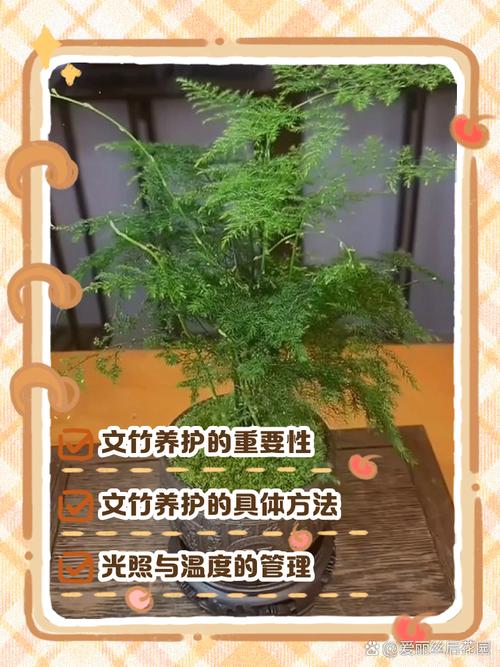 “文竹”总怕养不好(文竹为啥不好养)-第1张图片-多多自然网 “文竹”总怕养不好(文竹为啥不好养)-第1张图片-多多自然网