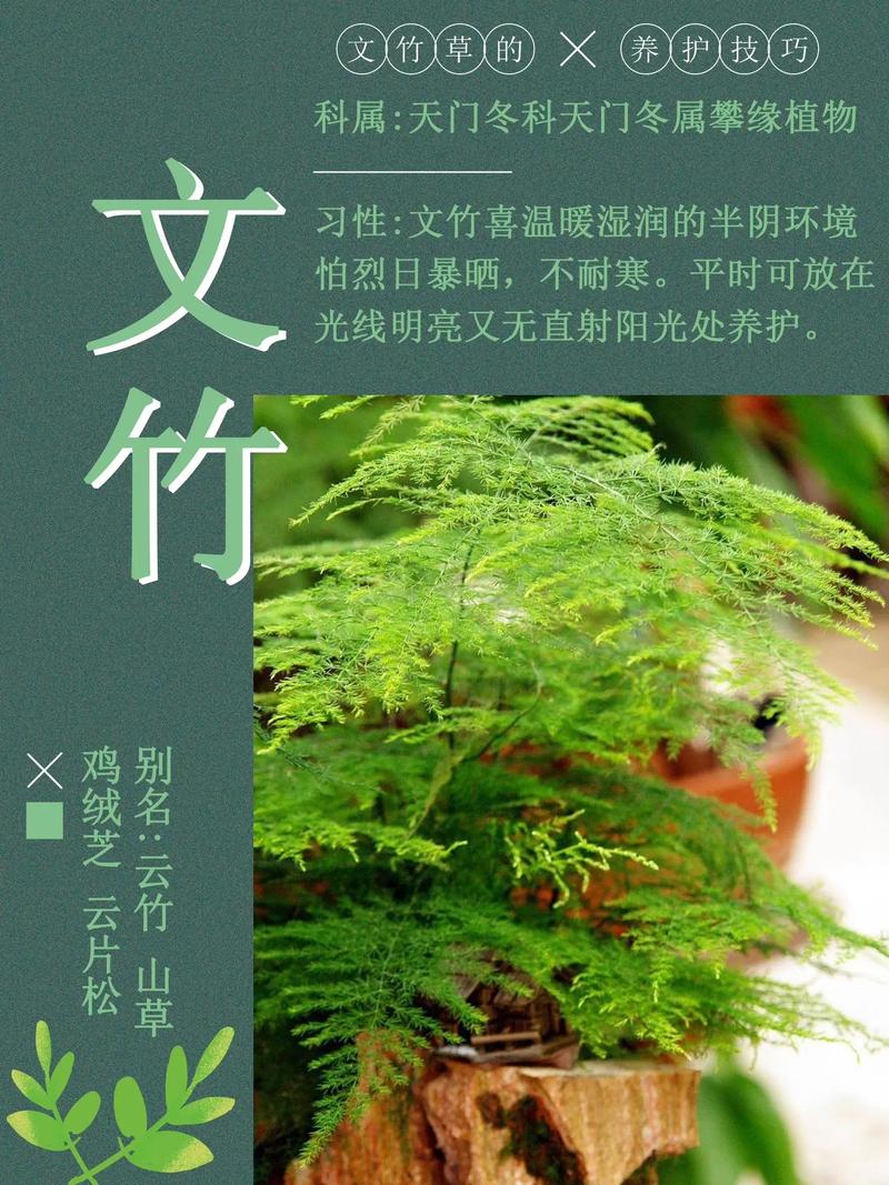 “文竹”总怕养不好(文竹为啥不好养)-第2张图片-多多自然网 “文竹”总怕养不好(文竹为啥不好养)-第2张图片-多多自然网