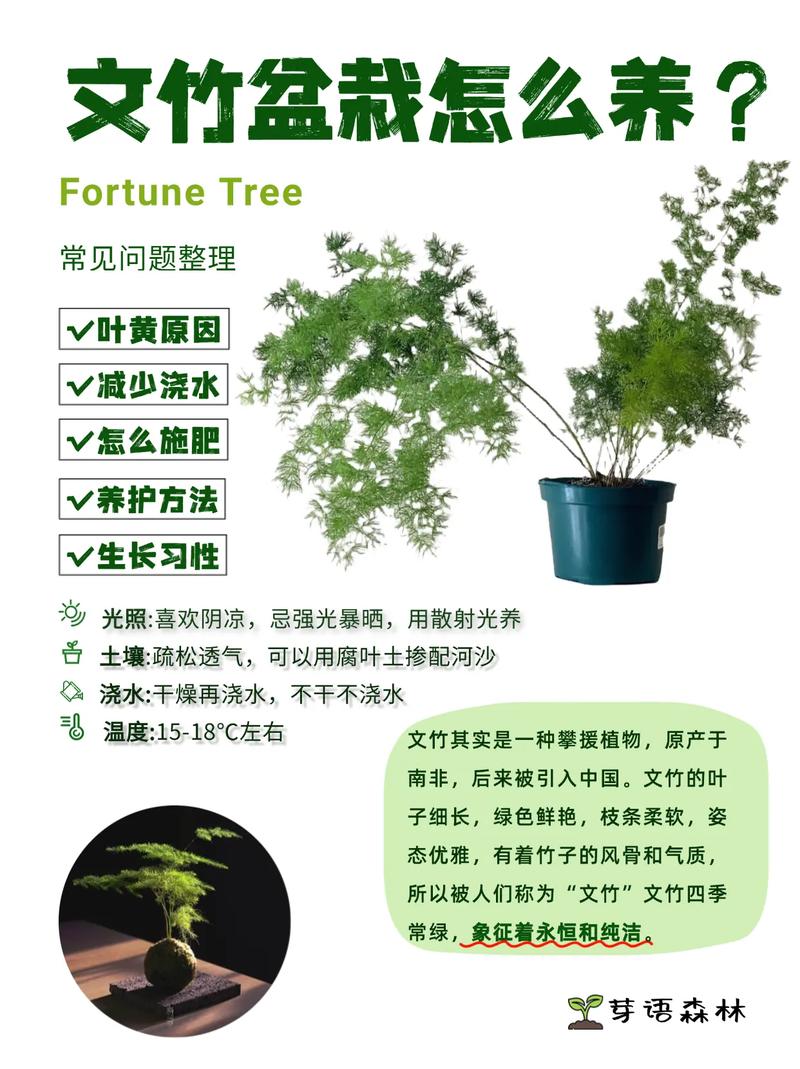 “文竹”总怕养不好(文竹为啥不好养)-第3张图片-多多自然网 “文竹”总怕养不好(文竹为啥不好养)-第3张图片-多多自然网