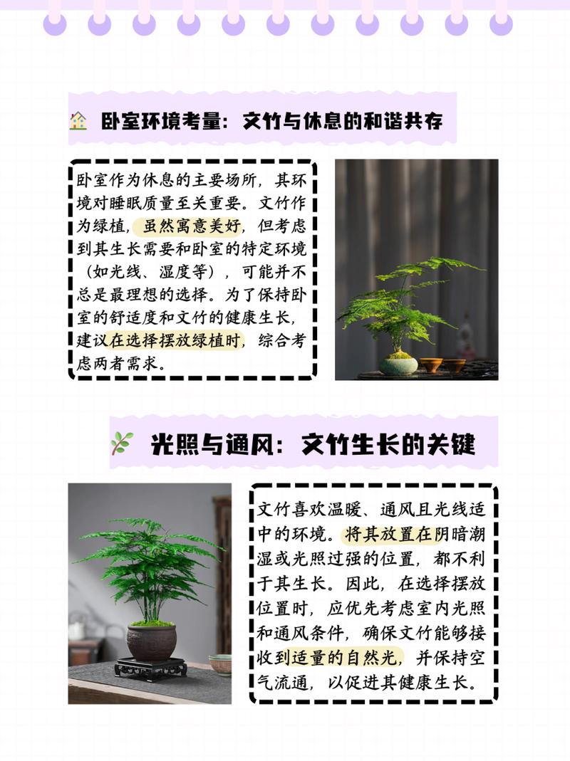 “文竹”总怕养不好(文竹为啥不好养)-第4张图片-多多自然网 “文竹”总怕养不好(文竹为啥不好养)-第4张图片-多多自然网
