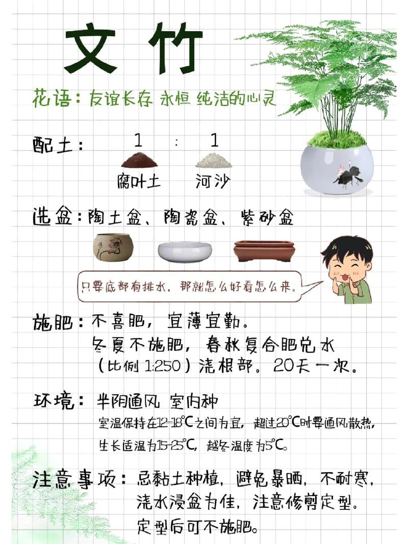 “文竹”总怕养不好(文竹为啥不好养)-第6张图片-多多自然网 “文竹”总怕养不好(文竹为啥不好养)-第6张图片-多多自然网
