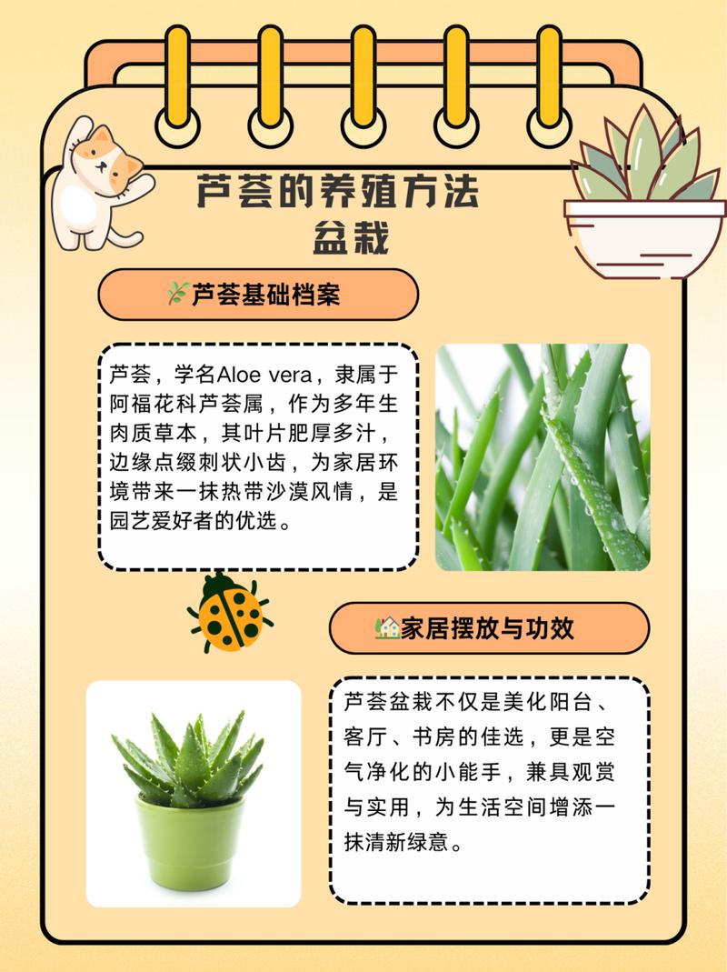 怎么养芦荟长得快（怎么养芦荟长得快些）-第2张图片-多多自然网