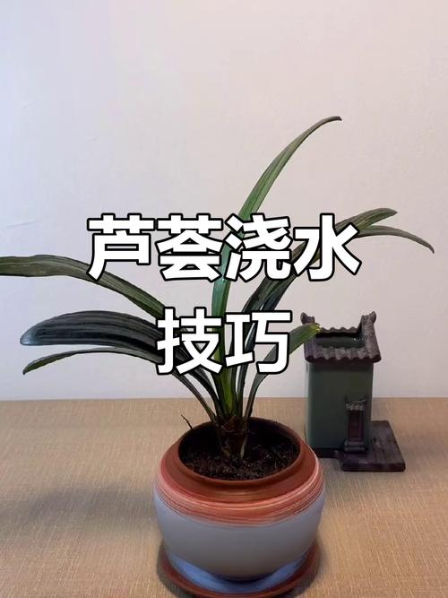 怎么养芦荟长得快（怎么养芦荟长得快些）-第3张图片-多多自然网