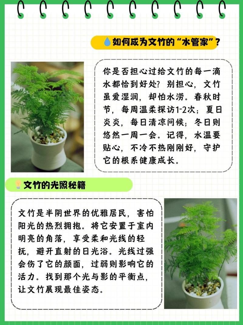 水培文竹怎么养(水培文竹怎么养活)-第2张图片-多多自然网 水培文竹怎么养(水培文竹怎么养活)-第2张图片-多多自然网