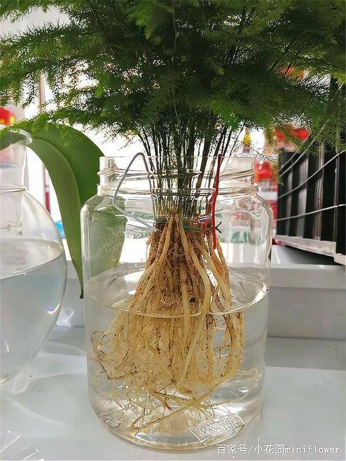 水培文竹怎么养(水培文竹怎么养活)-第6张图片-多多自然网 水培文竹怎么养(水培文竹怎么养活)-第6张图片-多多自然网