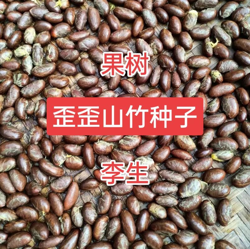山竹种子怎么种植(山竹种子种植能结果吗)-第2张图片-多多自然网 山竹种子怎么种植(山竹种子种植能结果吗)-第2张图片-多多自然网