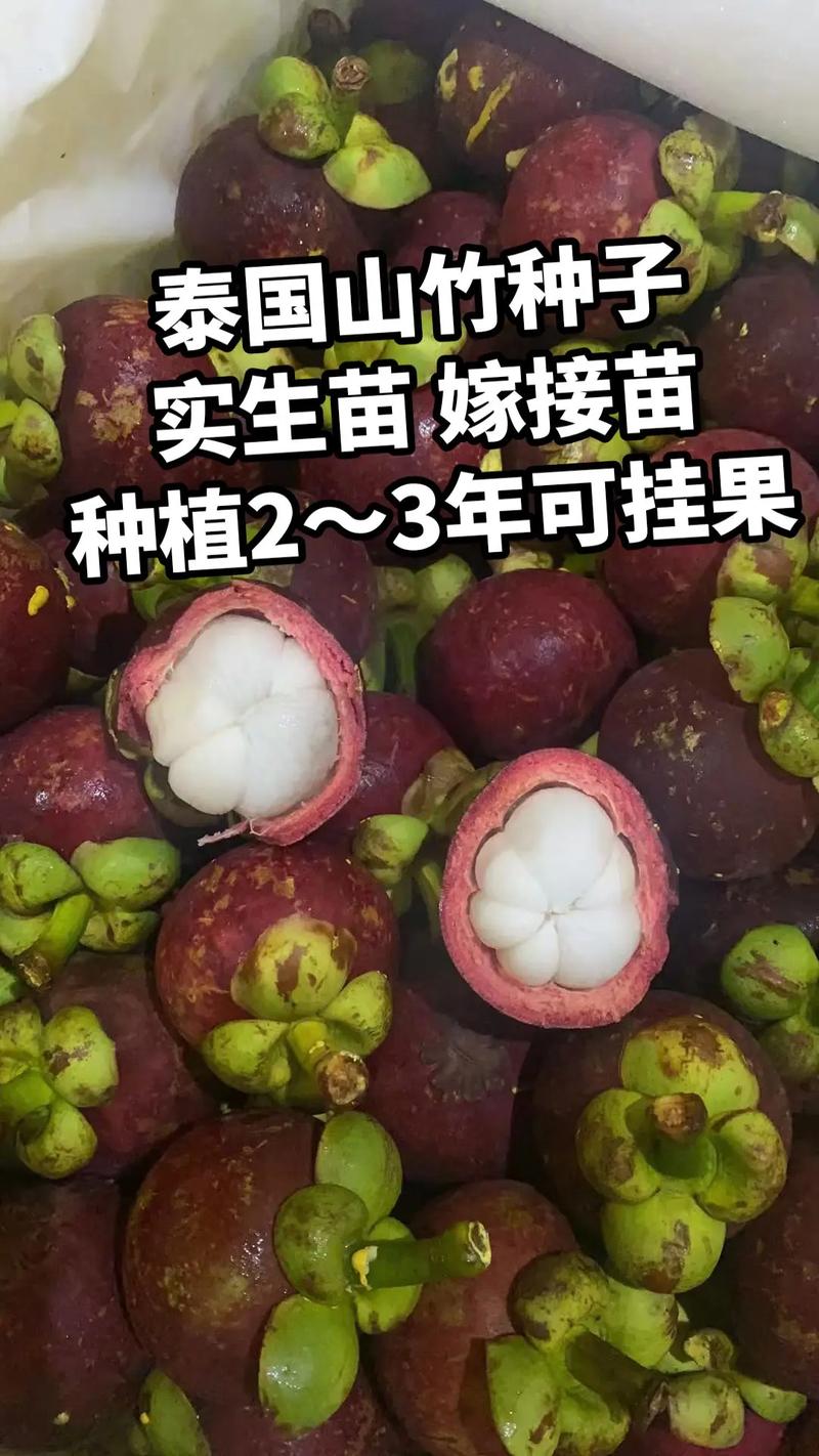 山竹种子怎么种植(山竹种子种植能结果吗)-第3张图片-多多自然网 山竹种子怎么种植(山竹种子种植能结果吗)-第3张图片-多多自然网