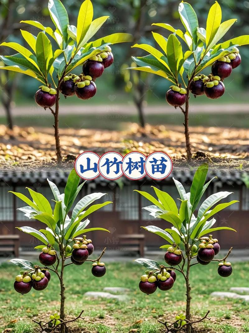 山竹种子怎么种植(山竹种子种植能结果吗)-第4张图片-多多自然网 山竹种子怎么种植(山竹种子种植能结果吗)-第4张图片-多多自然网
