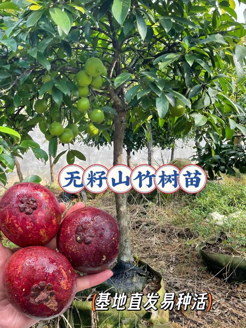 山竹种子怎么种植(山竹种子种植能结果吗)-第5张图片-多多自然网 山竹种子怎么种植(山竹种子种植能结果吗)-第5张图片-多多自然网