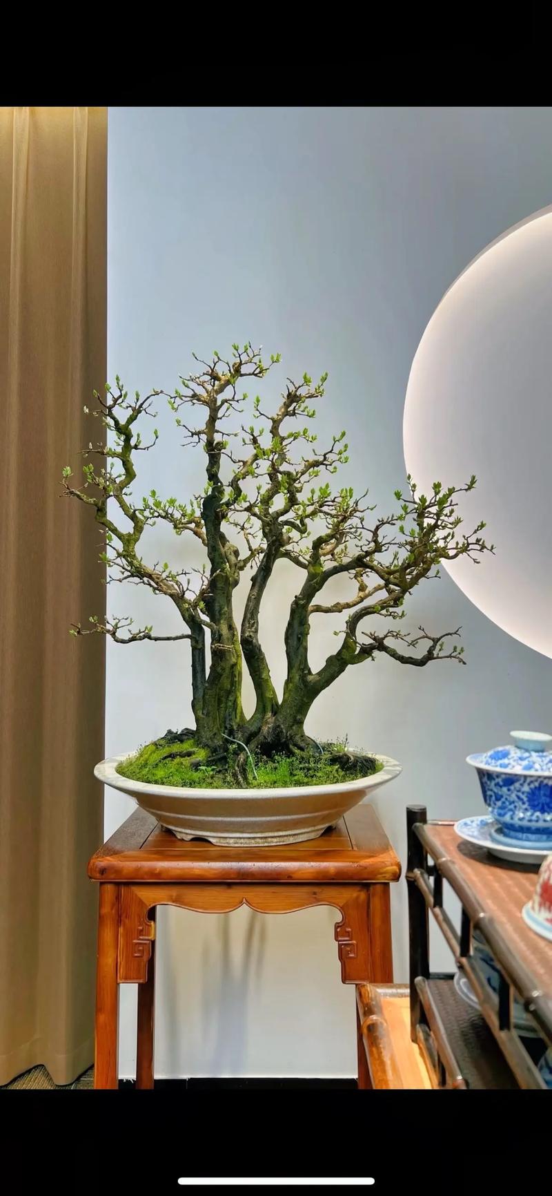 老鸦柿盆景的栽培与造型技术(老鸦柿盆景的栽培与造型技术视频)-第1张图片-多多自然网 老鸦柿盆景的栽培与造型技术(老鸦柿盆景的栽培与造型技术视频)-第1张图片-多多自然网