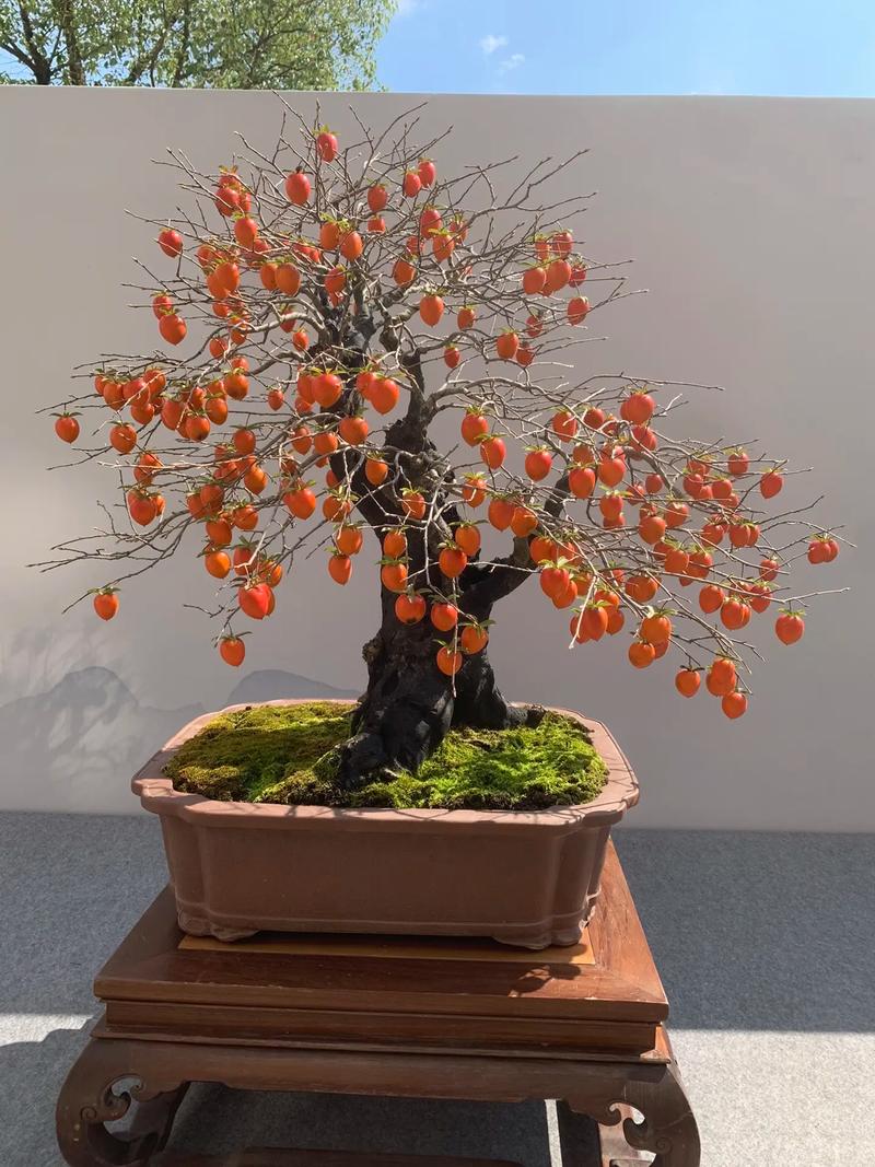老鸦柿盆景的栽培与造型技术(老鸦柿盆景的栽培与造型技术视频)-第4张图片-多多自然网 老鸦柿盆景的栽培与造型技术(老鸦柿盆景的栽培与造型技术视频)-第4张图片-多多自然网