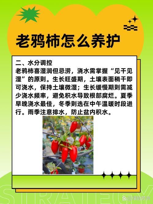 老鸦柿盆景的栽培与造型技术(老鸦柿盆景的栽培与造型技术视频)-第6张图片-多多自然网 老鸦柿盆景的栽培与造型技术(老鸦柿盆景的栽培与造型技术视频)-第6张图片-多多自然网
