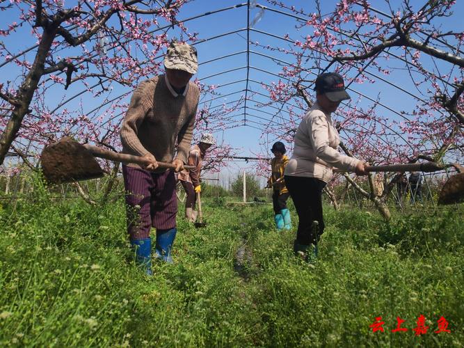 桃花怎么施肥(桃花需要施肥吗)-第3张图片-多多自然网 桃花怎么施肥(桃花需要施肥吗)-第3张图片-多多自然网