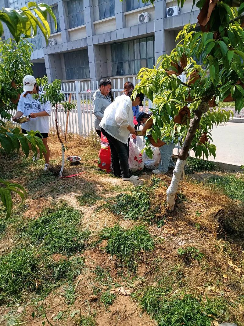 桃花怎么施肥(桃花需要施肥吗)-第5张图片-多多自然网 桃花怎么施肥(桃花需要施肥吗)-第5张图片-多多自然网