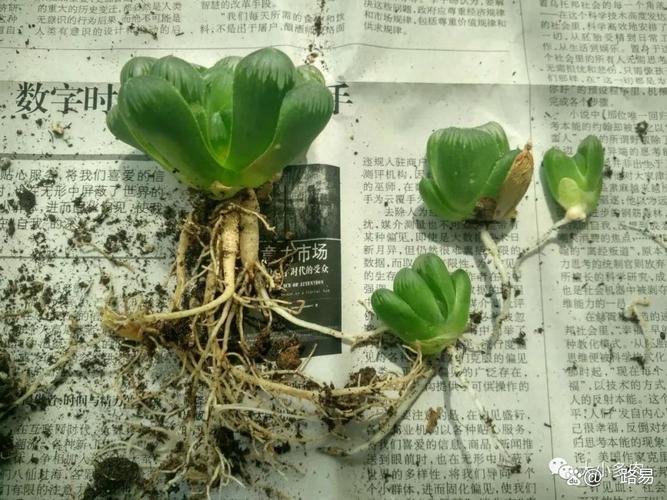 玉露种子怎么种(玉露种子怎么种植视频)-第1张图片-多多自然网 玉露种子怎么种(玉露种子怎么种植视频)-第1张图片-多多自然网