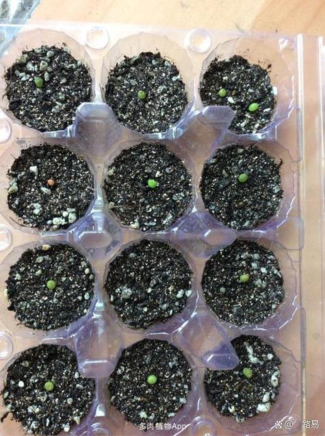 玉露种子怎么种(玉露种子怎么种植视频)-第4张图片-多多自然网 玉露种子怎么种(玉露种子怎么种植视频)-第4张图片-多多自然网