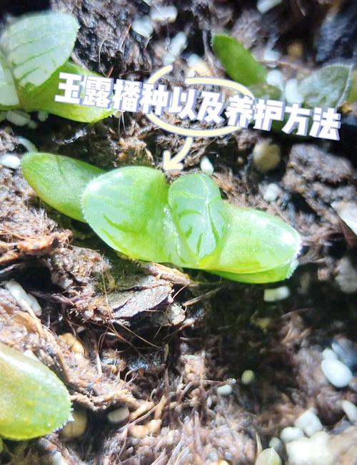 玉露种子怎么种(玉露种子怎么种植视频)-第5张图片-多多自然网 玉露种子怎么种(玉露种子怎么种植视频)-第5张图片-多多自然网