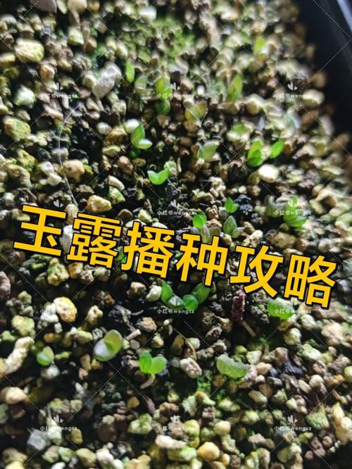 玉露种子怎么种(玉露种子怎么种植视频)-第7张图片-多多自然网 玉露种子怎么种(玉露种子怎么种植视频)-第7张图片-多多自然网