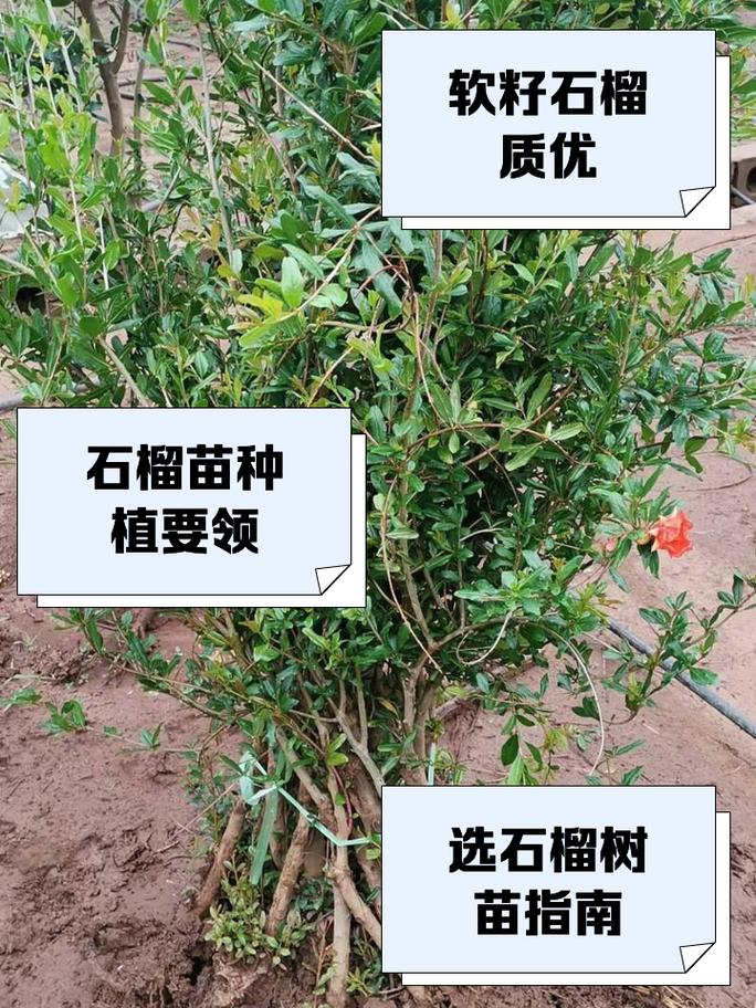石榴怎么种植(石榴怎么种植方法完整版)-第3张图片-多多自然网 石榴怎么种植(石榴怎么种植方法完整版)-第3张图片-多多自然网
