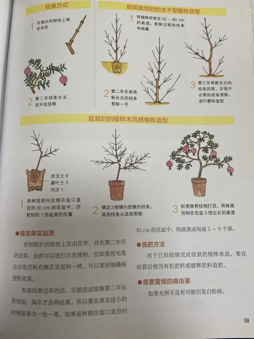 石榴怎么种植(石榴怎么种植方法完整版)-第5张图片-多多自然网 石榴怎么种植(石榴怎么种植方法完整版)-第5张图片-多多自然网