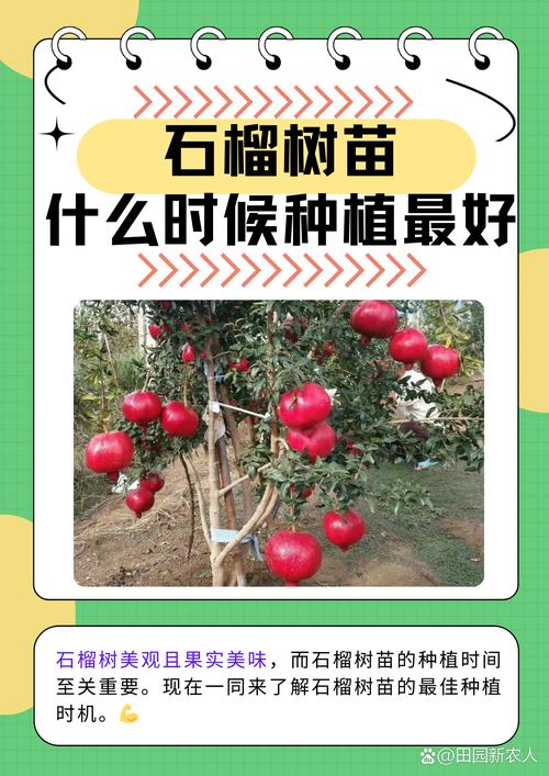 石榴怎么种植(石榴怎么种植方法完整版)-第6张图片-多多自然网 石榴怎么种植(石榴怎么种植方法完整版)-第6张图片-多多自然网