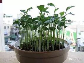 水果籽丢盆里(水果籽丢盆里能活吗)-第3张图片-多多自然网 水果籽丢盆里(水果籽丢盆里能活吗)-第3张图片-多多自然网