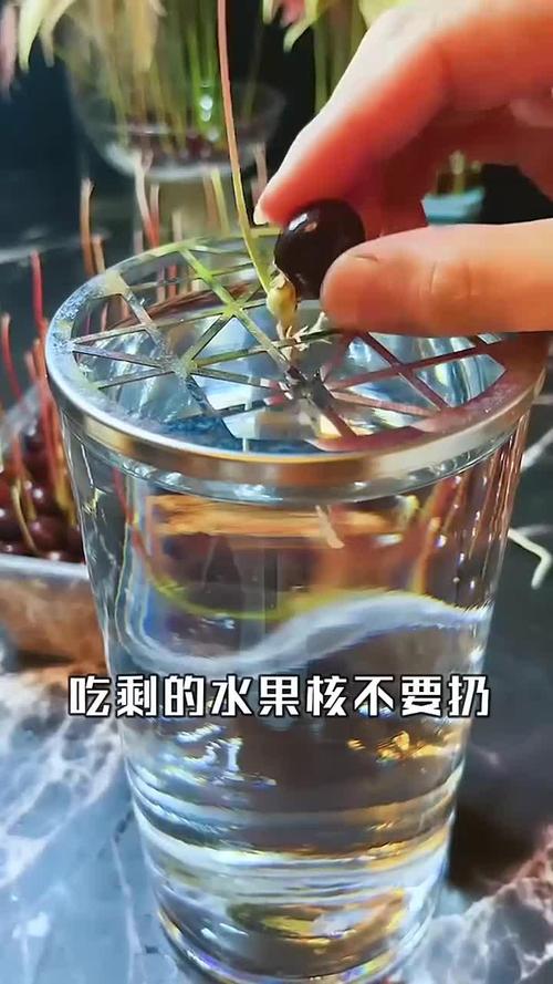 水果籽丢盆里(水果籽丢盆里能活吗)-第7张图片-多多自然网 水果籽丢盆里(水果籽丢盆里能活吗)-第7张图片-多多自然网