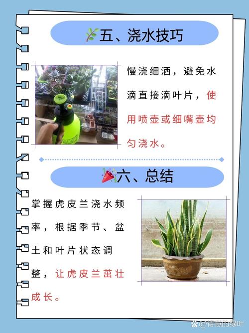 虎皮兰可以用啤酒浇吗(虎皮兰能用啤酒吗)-第1张图片-多多自然网 虎皮兰可以用啤酒浇吗(虎皮兰能用啤酒吗)-第1张图片-多多自然网